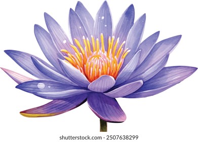 Violet lotus flower on isolated white background, watercolor illustration, Set flora hand drawing, botanical painting