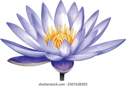 Violet lotus flower on isolated white background, watercolor illustration, Set flora hand drawing, botanical painting