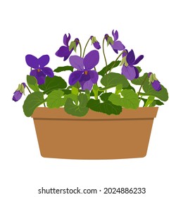 Violet odorata in a clay pot on a white background. Purple flowers and buds, leaves of a forest bush. A fragrant plant.Vector illustration.