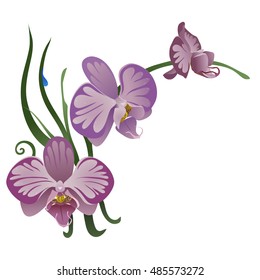 Violet orchid flowers, graceful orchid flowers.