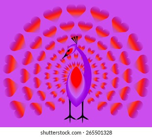 Violet peacock in love