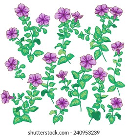Violet petunia flowers set isolated on white.