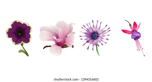 Violet petunia. Pink Magnolia. Purple Osteospermum daisybush. Pink and Purple Fuchsia Bella. Vector illustration. Floral botanical flower. Wild leaf wildflower isolated. Exotic tropical hawaiian