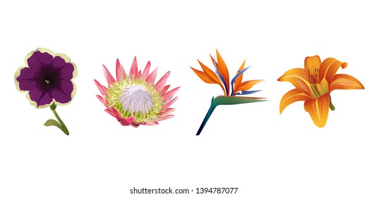 Violet petunia. Pink Protea. Orange Strelitzia reginae. Orange Daylily. Vector illustration. Floral botanical flower. Wild leaf wildflower isolated. Exotic tropical hawaiian jungle. Isolated .
