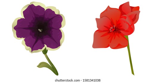 Violet Petunia. Red Amaryllis. Vector illustration. Isolated illustration element. Floral botanical flower. Wild leaf wildflower isolated. Exotic tropical hawaiian jungle.