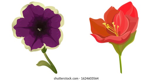 Violet Petunia. Red Amaryllis. Vector illustration. Isolated illustration element. Floral botanical flower. Wild leaf wildflower isolated. Exotic tropical hawaiian jungle.