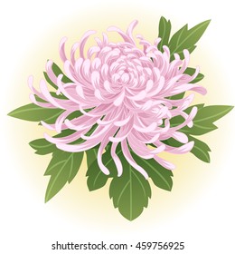 violet pink chrysanthemum flower illustration vector