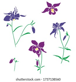 Violet and pink flower of aquilegia, columbine illustration in flat style, isolated on white background. Can be used for summer design, pattern, greeting card, wedding invite, cosmetic template.