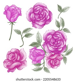 Violet pink rose and leaves set white isolated background