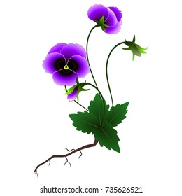 Violet plant on a white background.