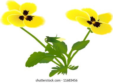 Violet plant with two flowers and bud isolated on white (vector illustration)