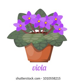 Violet in a pot on a white background. Vector illustration of a cartoon style viola