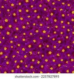 Violet primrose flowers spring primula blossom fabric print seamless vector design. Primula purple violet primrose flowers textile pattern. Spring or summer fabric floral ornament.
