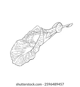 violet purple color flowers of butterfly Pea, vector line sketch illustration.
