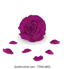 Violet rose vector illustration