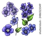 violet set hand drawn. spring pink, blue texture, light rose violet vector sketch. isolated color illustration