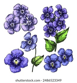 violet set hand drawn. spring pink, blue texture, light rose violet vector sketch. isolated color illustration