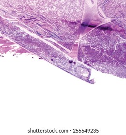violet textured vector background watercolor