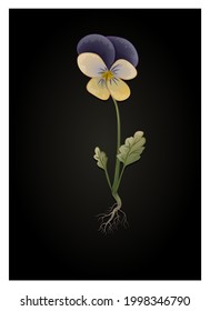 Violette Trikolore, botanische Zeichnung. Vektorgrafik