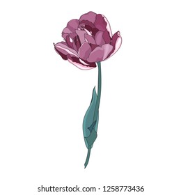Violet tulip isolated. Vintage vector botanical illustration 