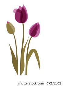 Violet tulip on the white background