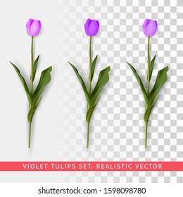 Violet tulips set on transparent background. Realistic vector illustration