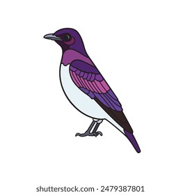 Violet-Backed Starling.Vector illustration isolated on white background.