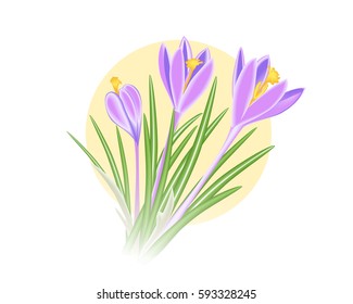 Violet-blue crocus spring flower on  yellow sun background. Vector illustration EPS10.