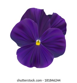 Violet-blue pansy flower