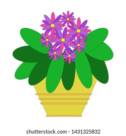 Violet-Chimera with lush blooming flowers