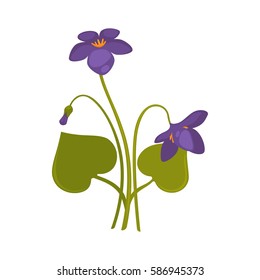 Violets bunch isolated on white close up vector picture. Colorful bouquet of forest purple soft flowers with thin green stems and big leaves. One straight and two bent violet flowers on white