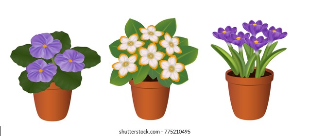 violets, crocuses, flowers in pots, flowers in the window, houseplants