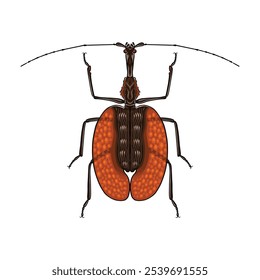 Violin or Banjo Beetle detailed vector top view with a staggering body shape