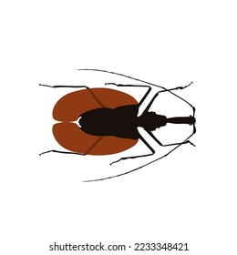 Violin Beetle, Mormolyce phyllodes  is a species of ground beetles. 