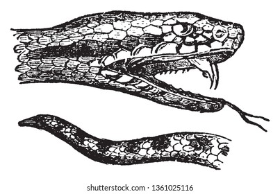 Viper is a family of venomous snakes found in most parts of the world excluding Antarctica, vintage line drawing or engraving illustration.
