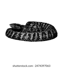 Viper hand drawing vector isolated on white background.