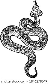 A viper snake coil up to attack. Hand drawn vector illustration.