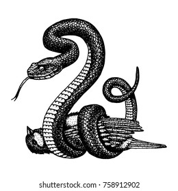 Viper snake. serpent cobra and python, anaconda or viper, royal. engraved hand drawn in old sketch, vintage style for sticker and tattoo. ophidian and asp.