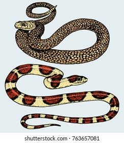 Viper snake. serpent cobra and python, anaconda or viper, royal. engraved hand drawn in old sketch, vintage style for sticker and tattoo. ophidian and asp.