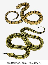 Viper snake. serpent cobra and python, anaconda or viper, royal. engraved hand drawn in old sketch, vintage style for sticker and tattoo. ophidian and asp.