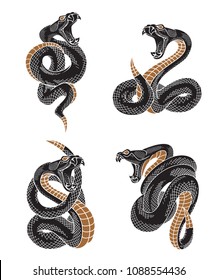 Viper snake set. Hand drawn illustrations in engraving ink technique isolated on withe background.  