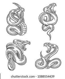 Viper snake set. Hand drawn illustrations in engraving technique isolated on white background.  