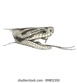 Viper - vintage engraved illustration - "Cent récits d'histoire naturelle" by C.Delon published in 1889 France
