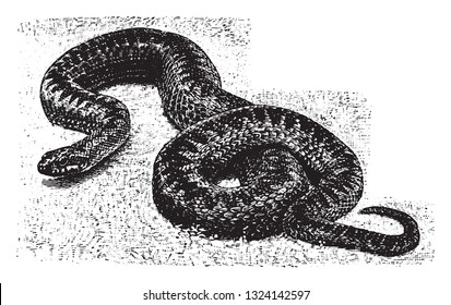 The viper, vintage engraved illustration. From Deutch Vogel Teaching in Zoology.
