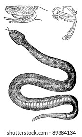 Viper, vintage engraved illustration. Magasin Pittoresque 1875.