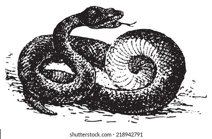 Vipera aspis, vintage engraved illustration. Dictionary of words and things - Larive and Fleury - 1895.