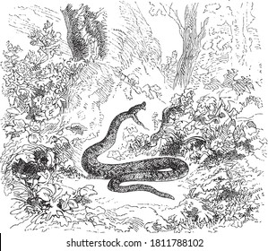 Viperidae Snake, From The Dictionary Of Word And Things, 1888.