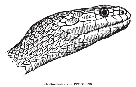 Vipers and Snake, vintage engraved illustration. 
