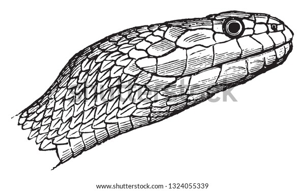 Vipers Snake Vintage Engraved Illustration Stock Vector (Royalty Free ...