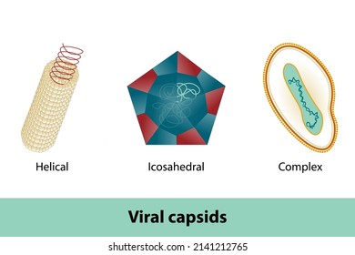 Viral capsids of different shapes: helical,  polyhedral,  complex shape. Viruses vary in the shape of their capsids, which can be either helical, polyhedral, or complex